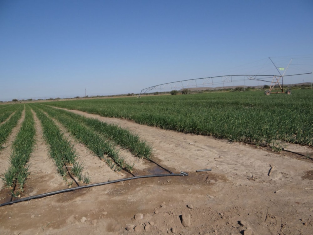 Mixed use farm for sale in Beaufort West Rural - 1KK1663798