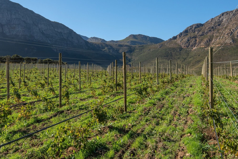 Wine farm for sale in Franschhoek - FWI1659372 Wine farm for sale in Franschhoek - FWI1659372