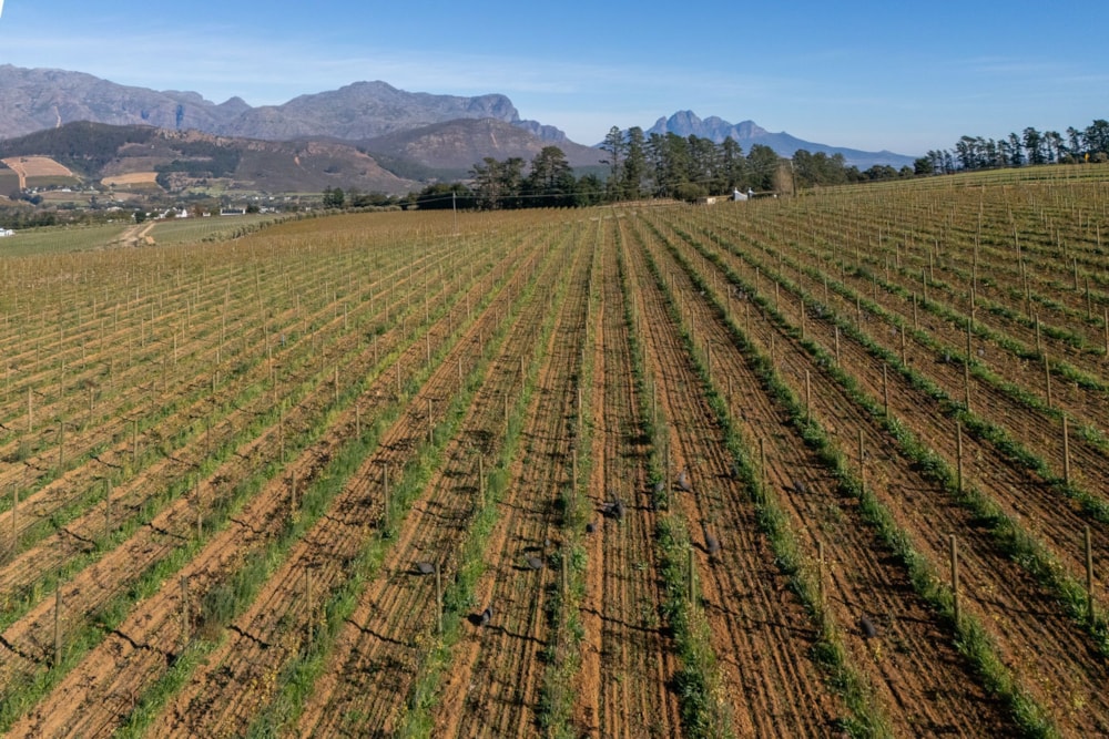 Wine farm for sale in Franschhoek - FWI1659372 Wine farm for sale in Franschhoek - FWI1659372