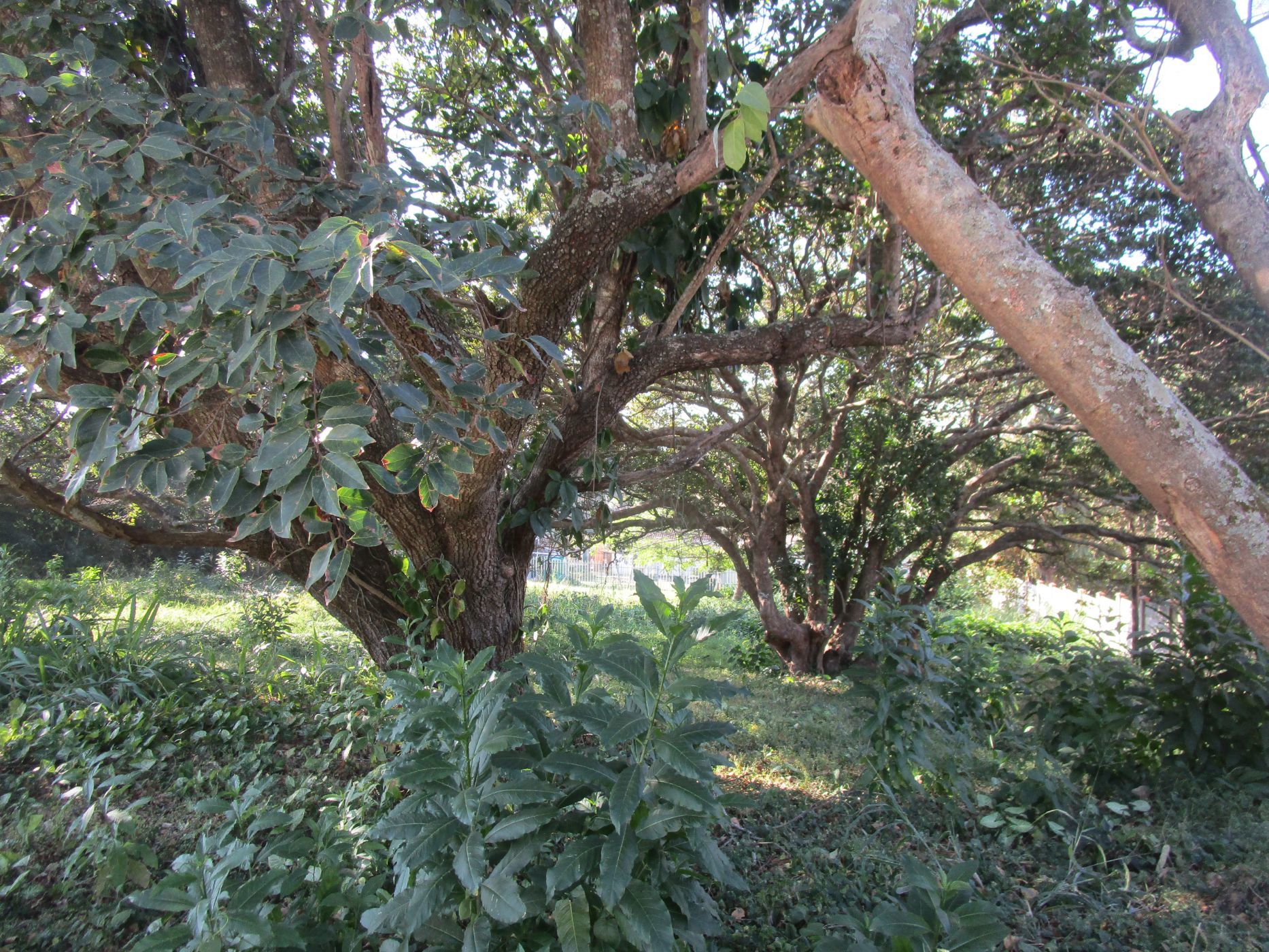 Residential vacant land sold in Pennington - 1SI1665182