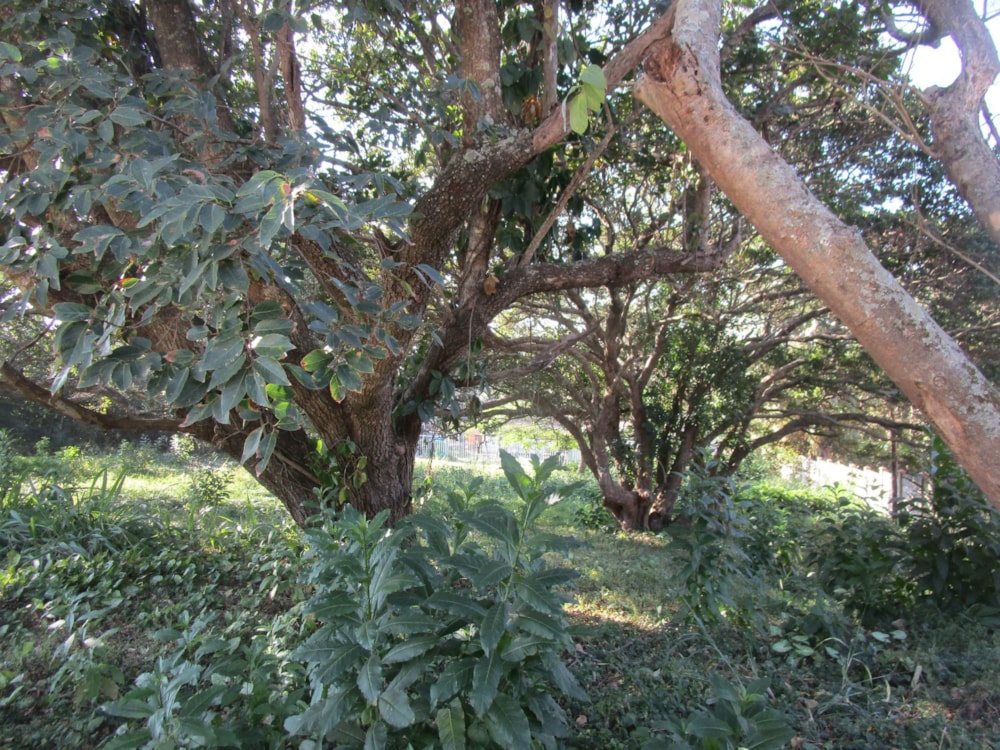 Residential vacant land sold in Pennington - 1SI1665182