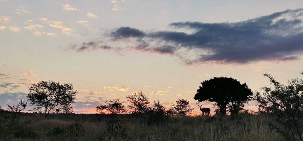 Livestock farm for sale in Adelaide - 1GC1654147 Livestock farm for sale in Adelaide - 1GC1654147