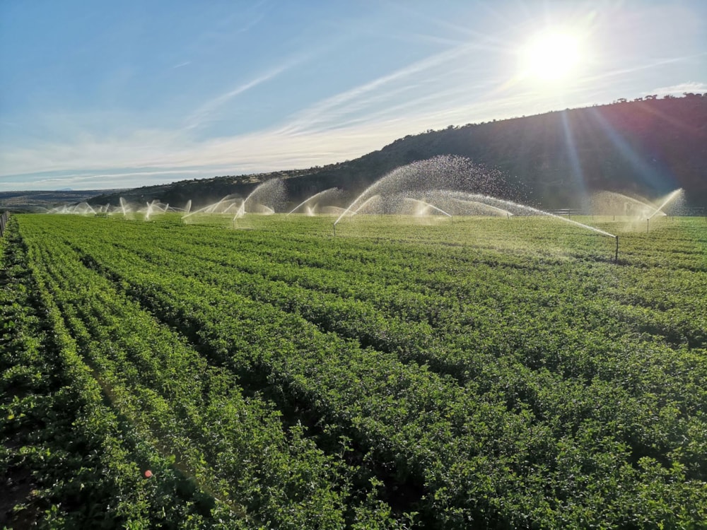 Livestock farm for sale in Adelaide - 1GC1654147 Livestock farm for sale in Adelaide - 1GC1654147