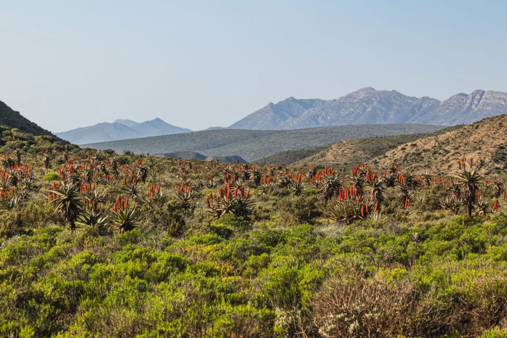 Lifestyle property sold in Riversdale Rural - 1OU1667130 Lifestyle property sold in Riversdale Rural - 1OU1667130