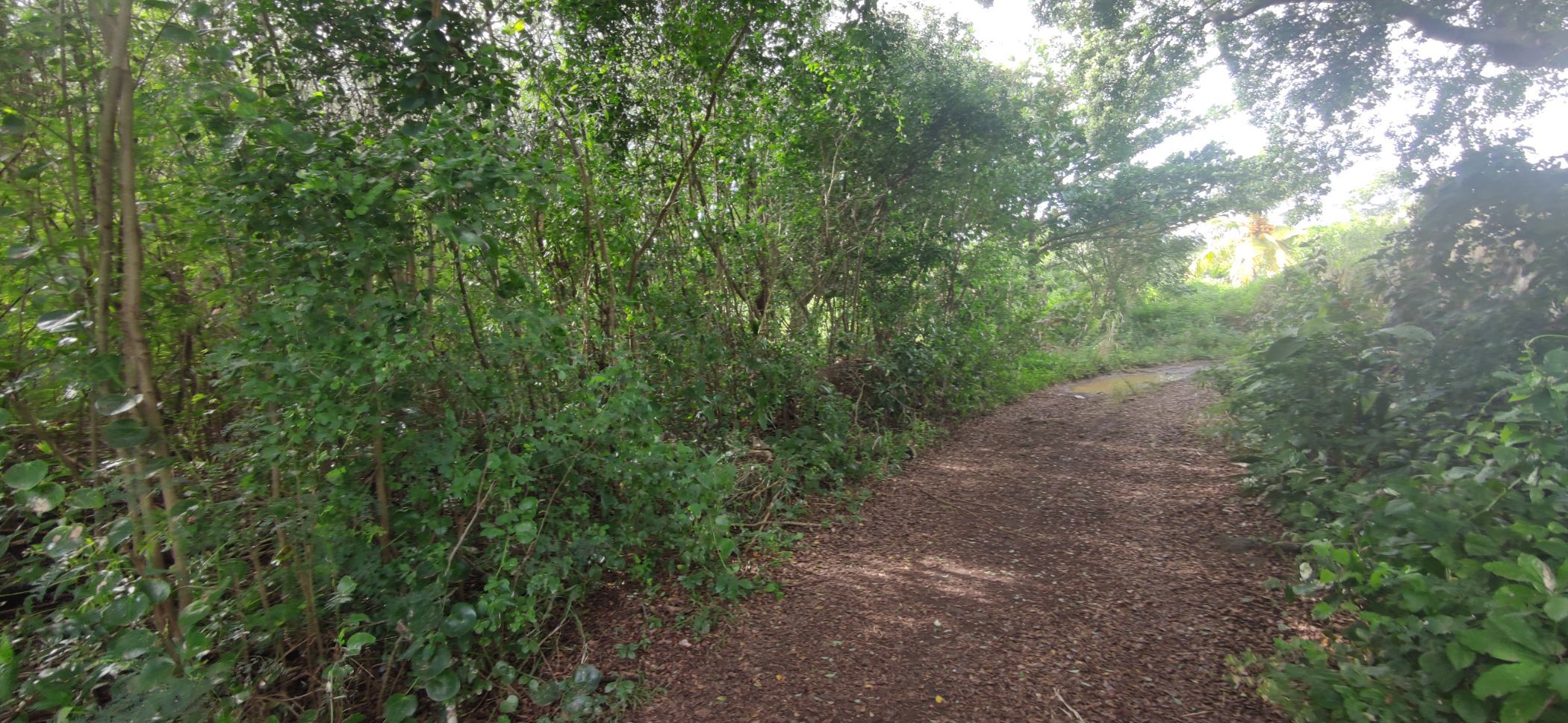 Vacant land for sale in St Antoine, Mauritius - MPR1663802