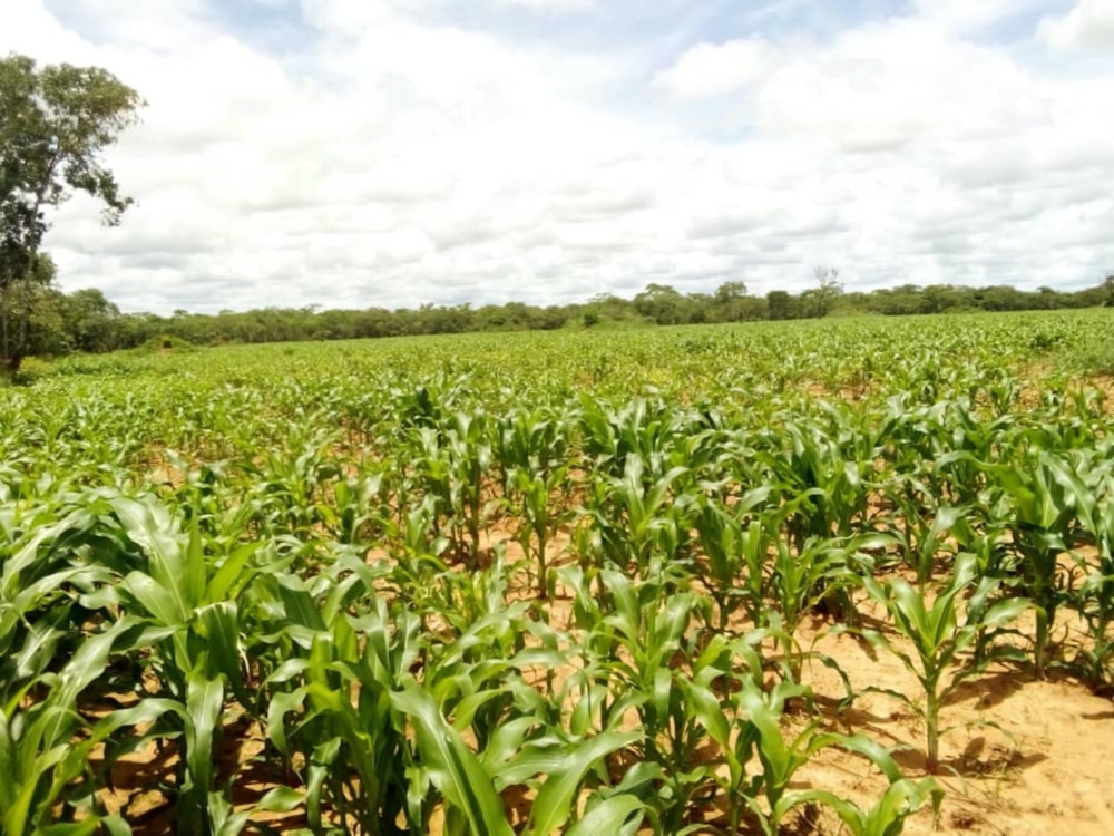 Mixed use farm for sale in Serenje, Central Province, Zambia - 3ZA1664819