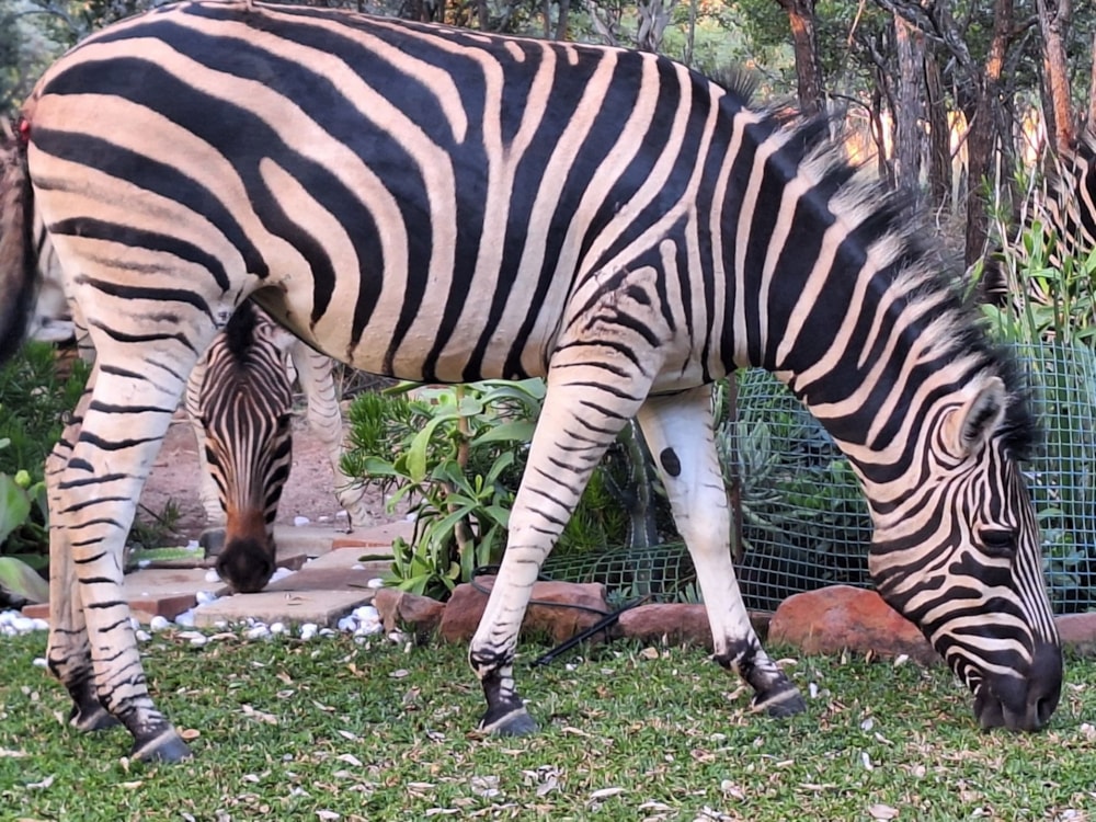 Vacant land for sale in Modimolle (Nylstroom) - 1MDM1666212