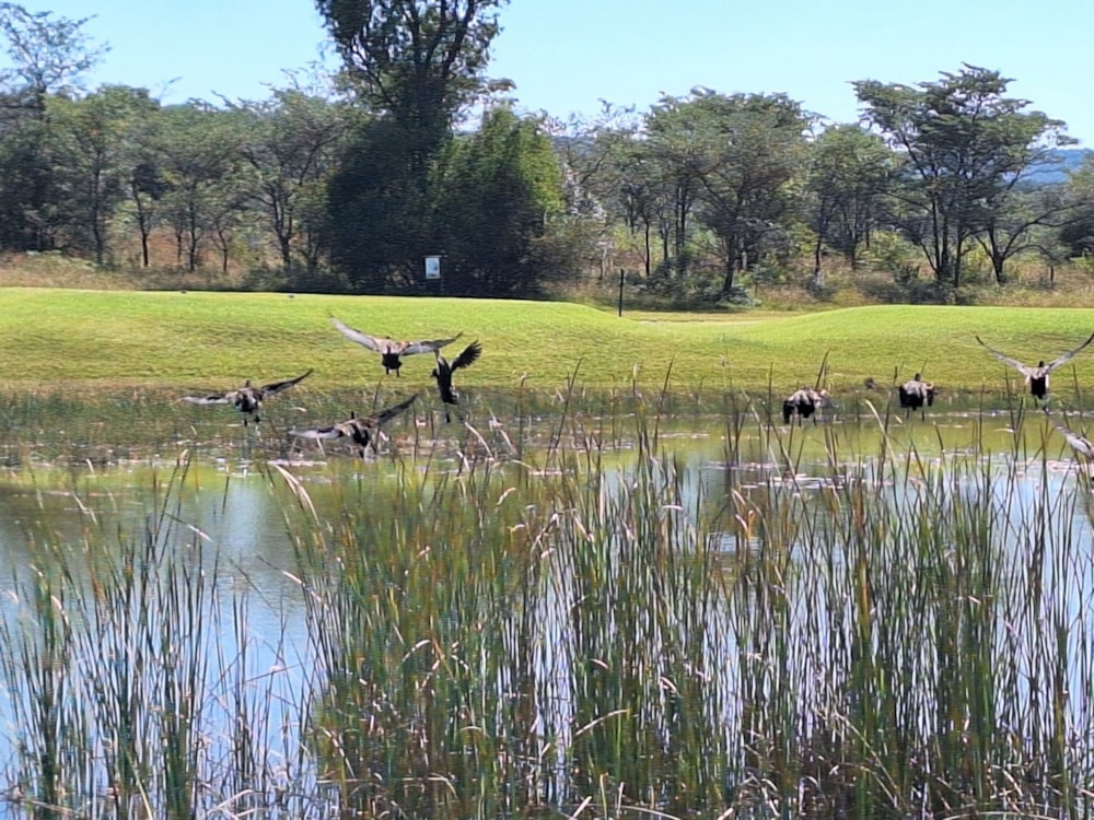 Vacant land for sale in Modimolle (Nylstroom) - 1MDM1666285