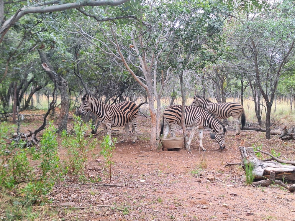 Vacant land for sale in Modimolle (Nylstroom) - 1MDM1666285