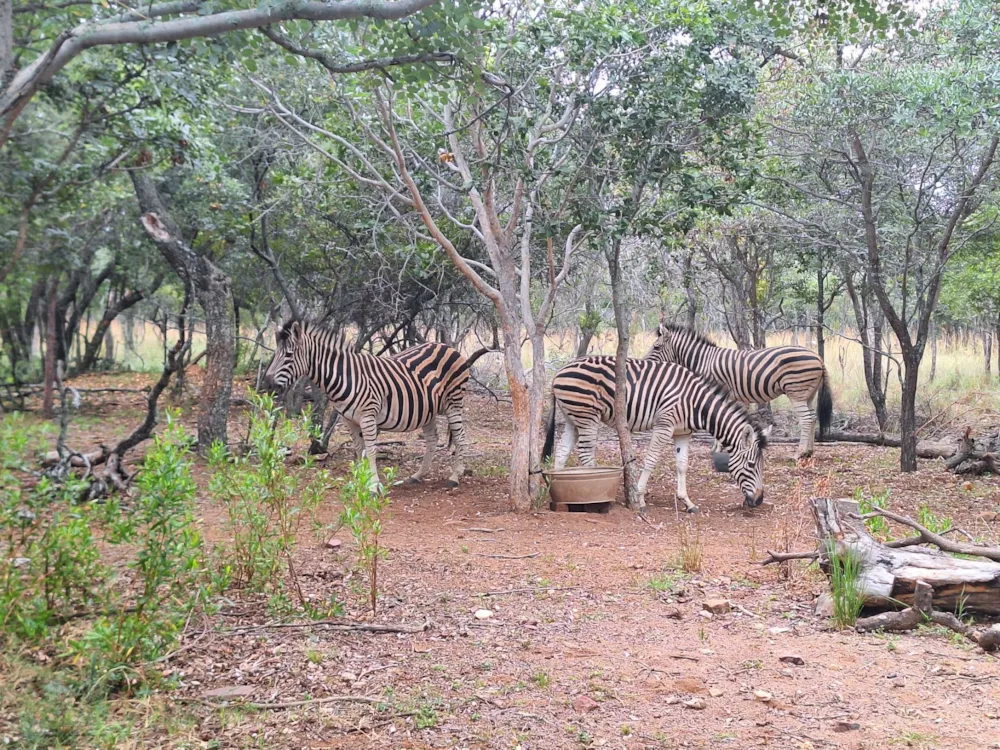Vacant land for sale in Modimolle (Nylstroom) - 1MDM1666285 Vacant land for sale in Modimolle (Nylstroom) - 1MDM1666285