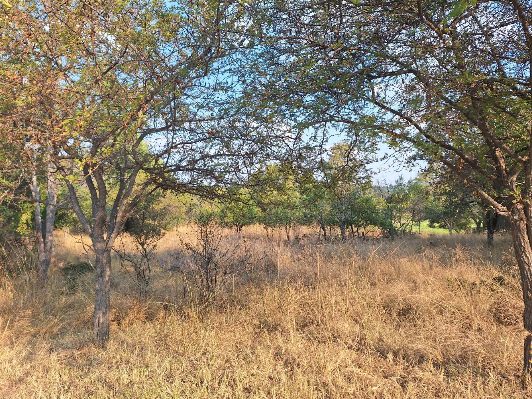 Vacant land for sale in Modimolle (Nylstroom) - 1MDM1666290
