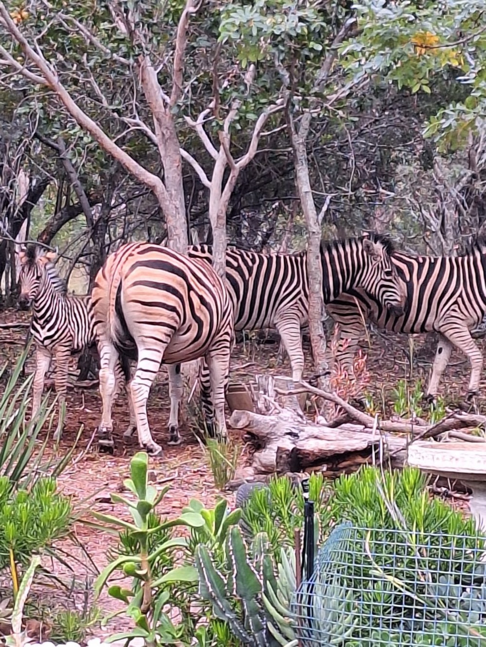 Vacant land for sale in Modimolle (Nylstroom) - 1MDM1666290