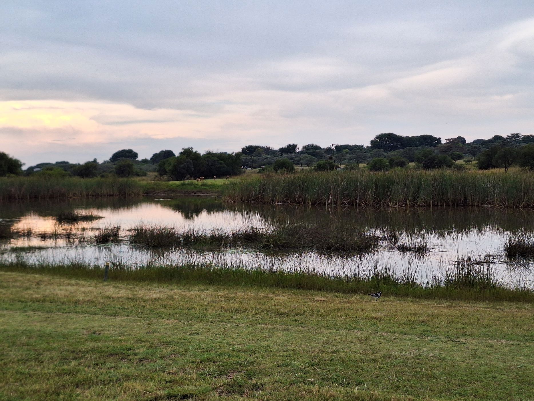 Vacant land for sale in Modimolle (Nylstroom) - 1MDM1666295