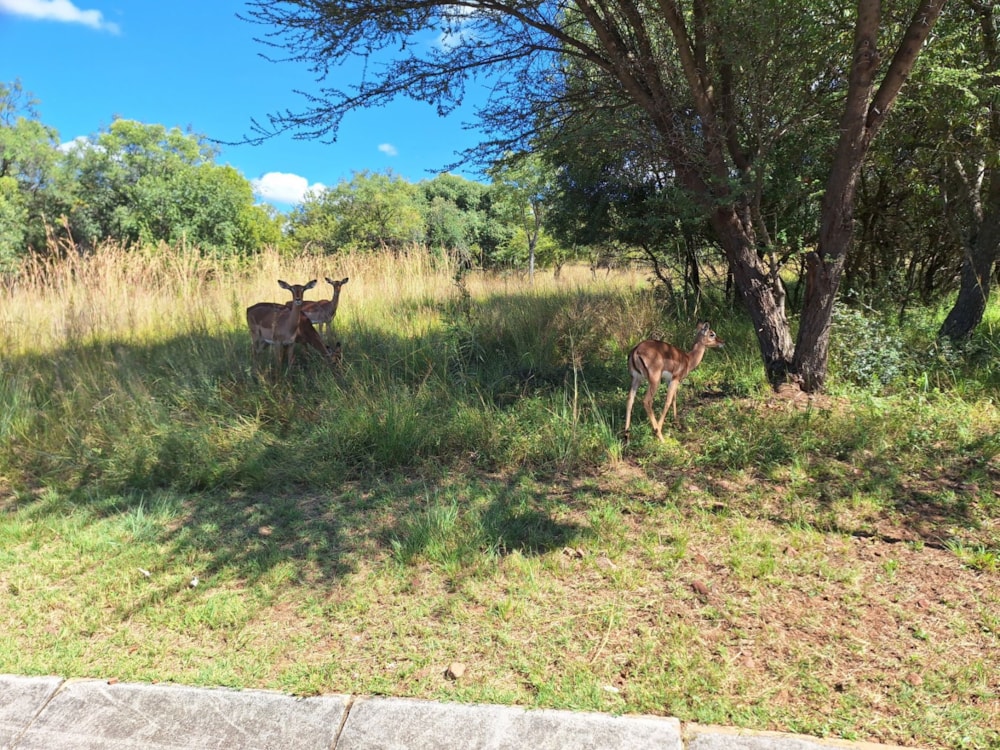 Vacant land for sale in Modimolle (Nylstroom) - 1MDM1666295 Vacant land for sale in Modimolle (Nylstroom) - 1MDM1666295