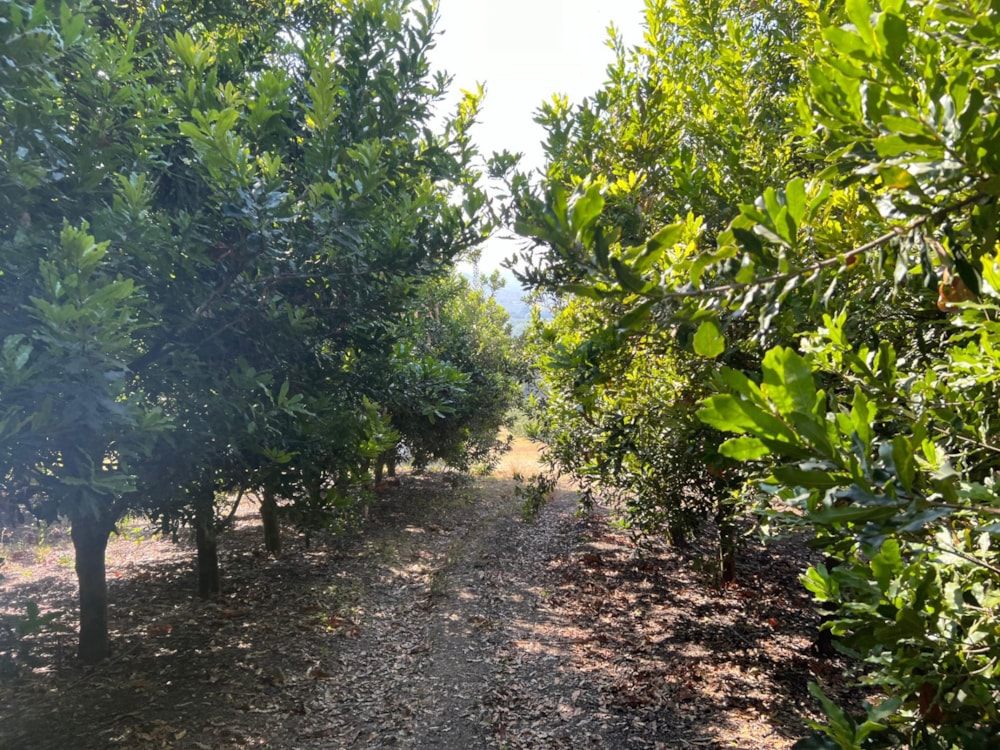 Nut farm for sale in Mbombela Rural (Nelspruit Rural) - 1NS1669987 Nut farm for sale in Mbombela Rural (Nelspruit Rural) - 1NS1669987