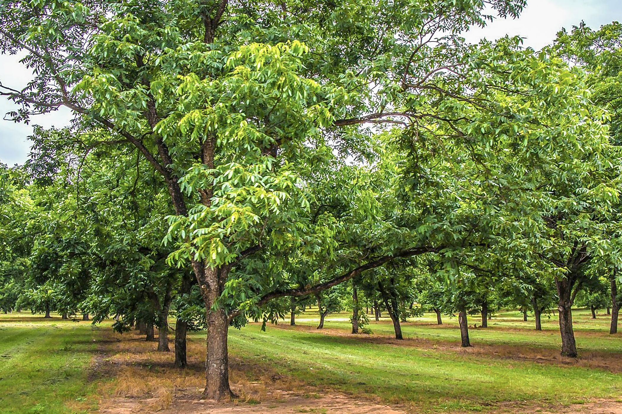 Mixed use farm for sale in Skeerpoort - 1HR1666674