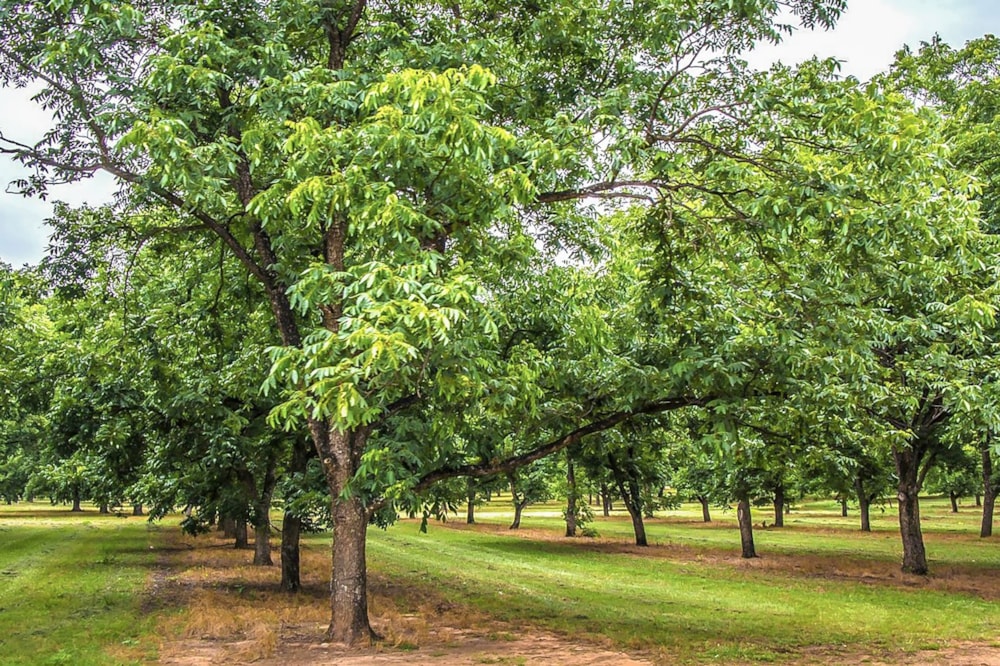 Mixed use farm for sale in Skeerpoort - 1HR1666674