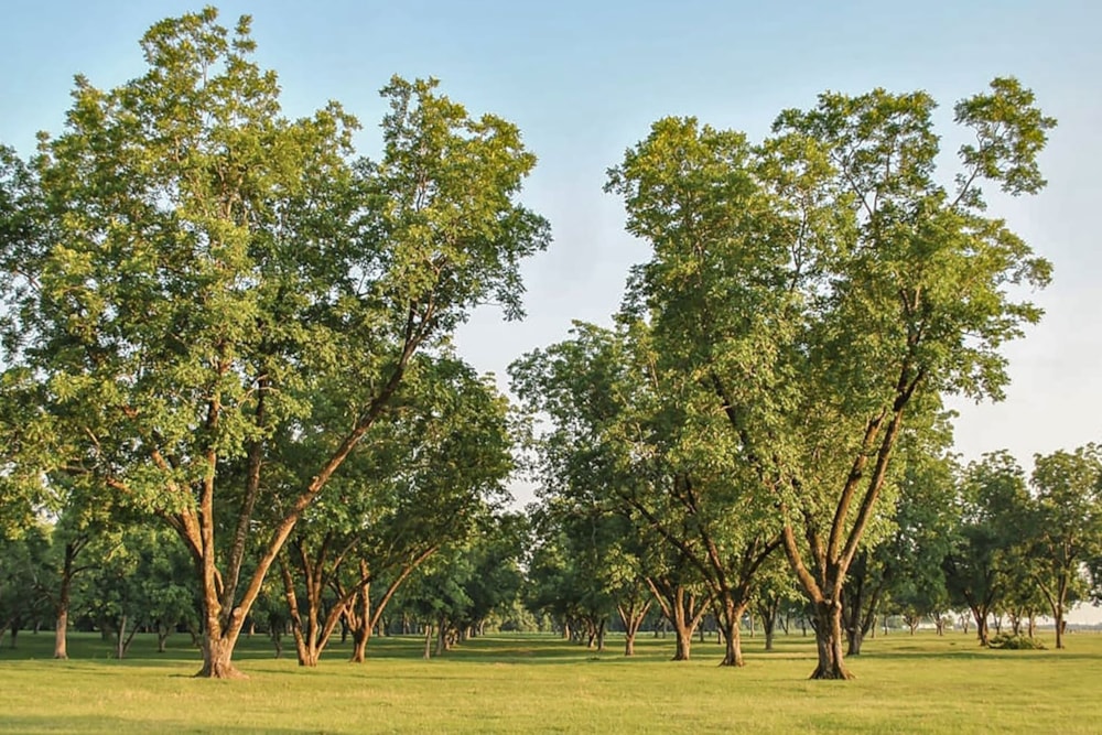 Mixed use farm for sale in Skeerpoort - 1HR1666674 Mixed use farm for sale in Skeerpoort - 1HR1666674