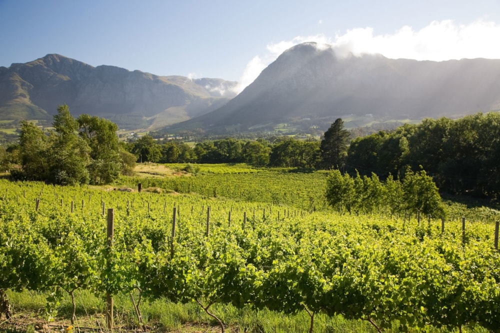 Wine farm for sale in Franschhoek - FWI1659372 Wine farm for sale in Franschhoek - FWI1659372