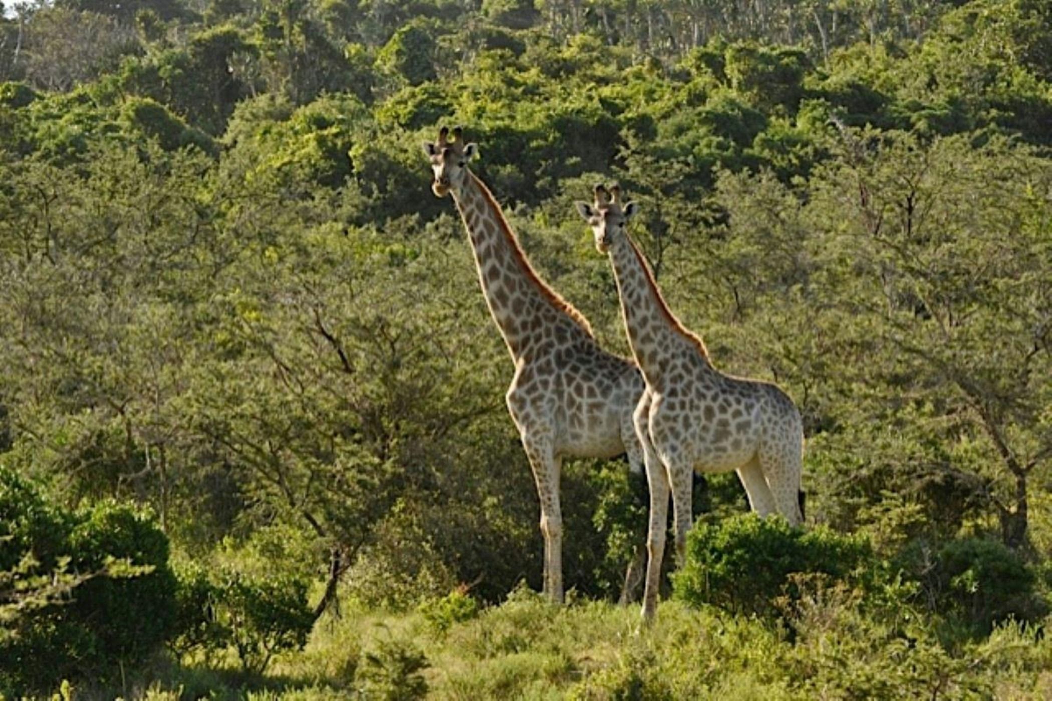 Game farm for sale in Port Alfred - 1PF1619540