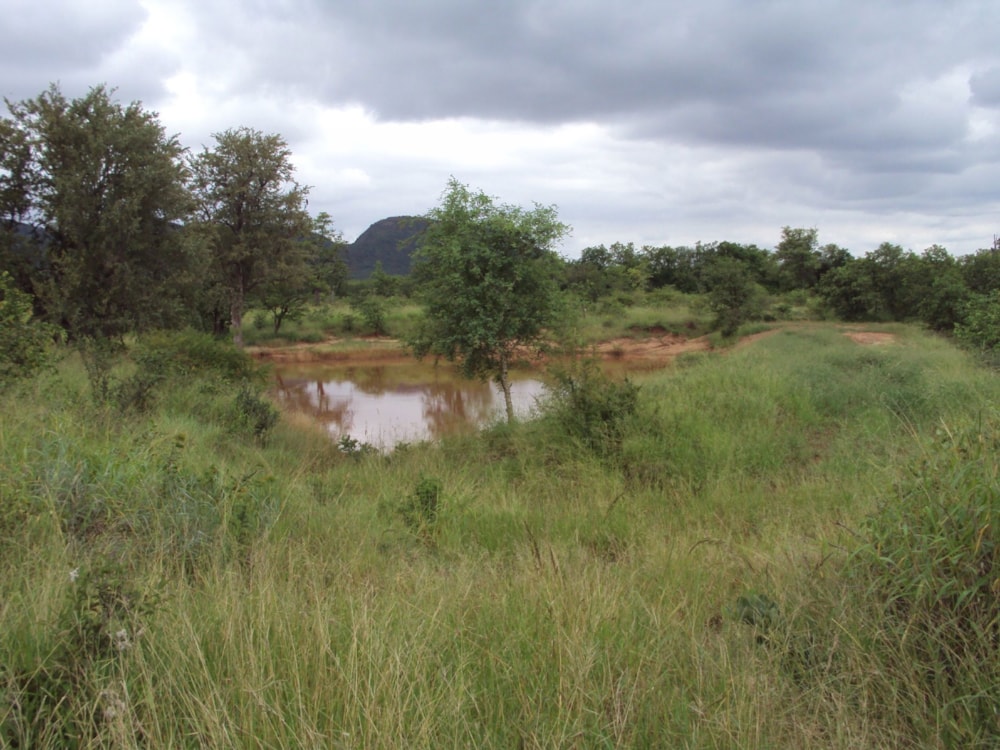 Game farm for sale in Phalaborwa - 1PW1515897 Game farm for sale in Phalaborwa - 1PW1515897