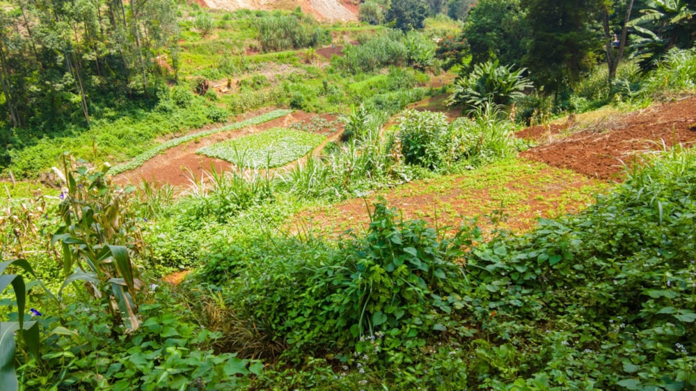 Residential vacant land for sale in Kitisuru, Kenya - 3KE1708866 Residential vacant land for sale in Kitisuru, Kenya - 3KE1708866