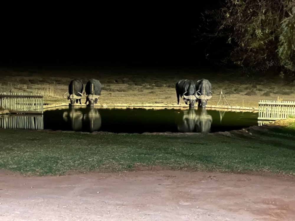 Game farm sold in Steytlerville - 1KK1666543 Game farm sold in Steytlerville - 1KK1666543