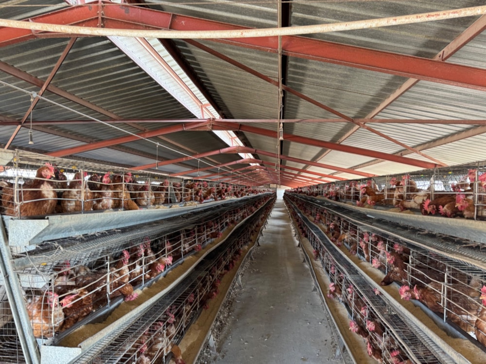 Poultry farm for sale in Bapsfontein - PRN1667819
