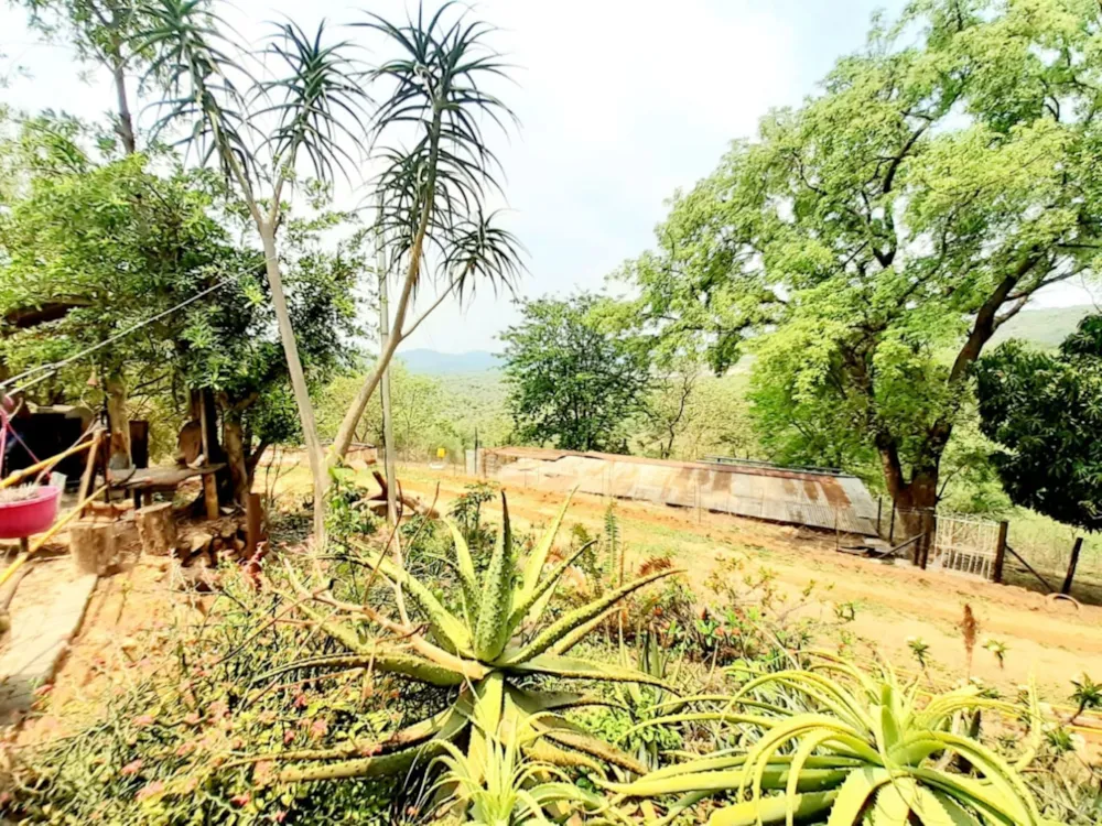 Livestock farm for sale in Tzaneen, Limpopo Province - 1TA1670494