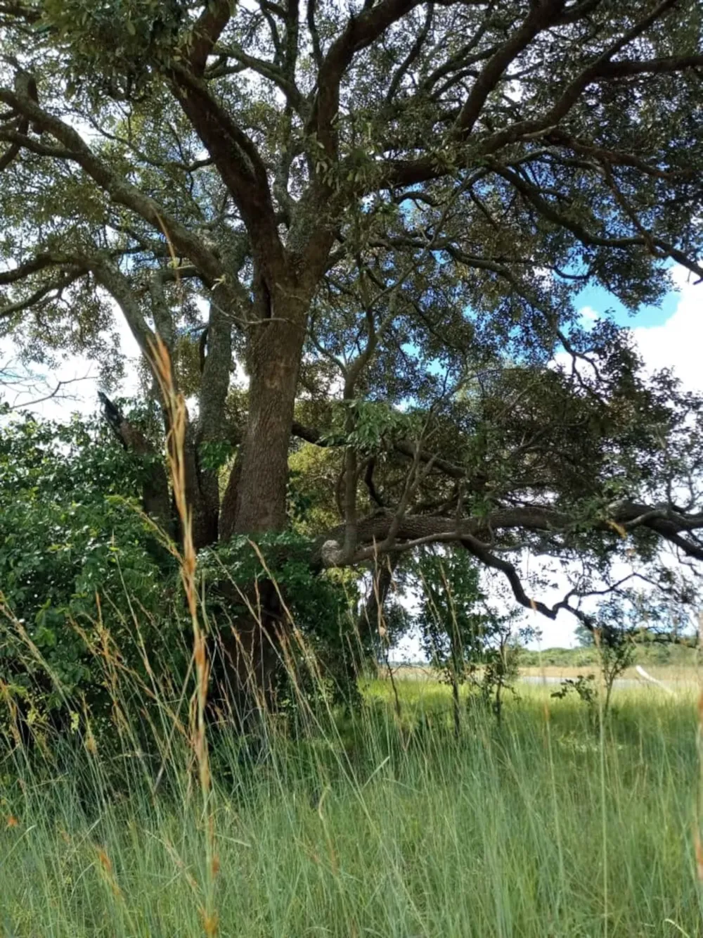 Mixed use farm for sale in North Western Province, Zambia - 3ZA1671235