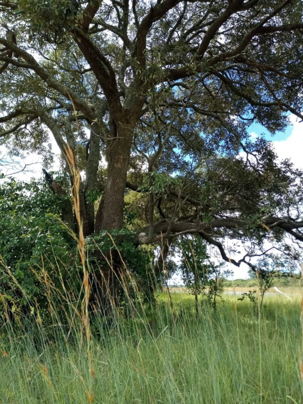 Mixed use farm for sale in North Western Province, Zambia - 3ZA1671235