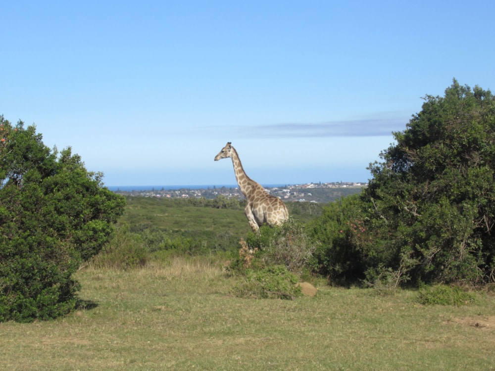 Game farm for sale in Port Alfred - 1PF1226359