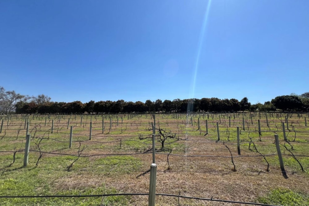 Farm vacant land for sale in Nelspruit (Mbombela) - 1NS1601976