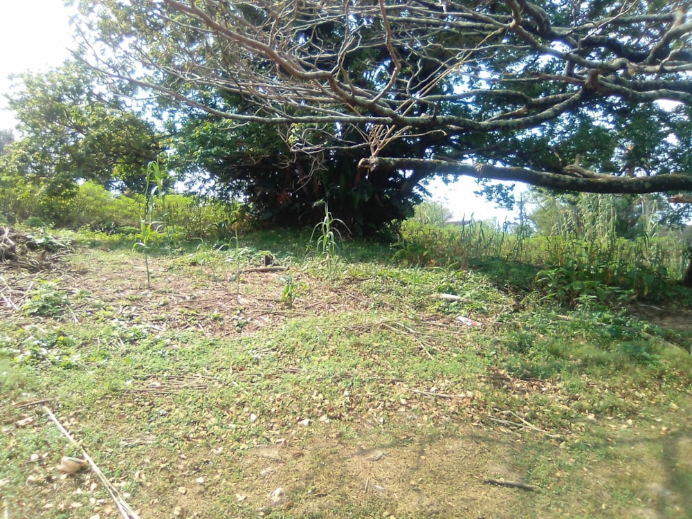 Residential vacant land for sale in Uvongo - 1PSH1737904