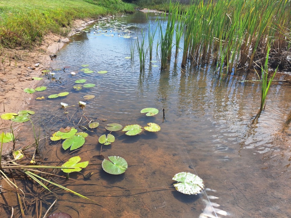 Vacant land for sale in Modimolle (Nylstroom) - 1MDM1672167