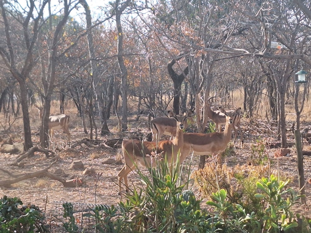 Vacant land for sale in Modimolle (Nylstroom) - 1MDM1672167