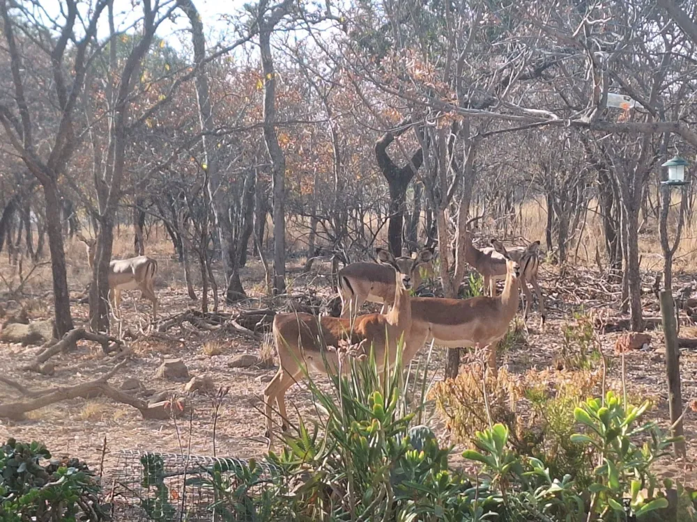 Vacant land for sale in Modimolle (Nylstroom) - 1MDM1672167 Vacant land for sale in Modimolle (Nylstroom) - 1MDM1672167