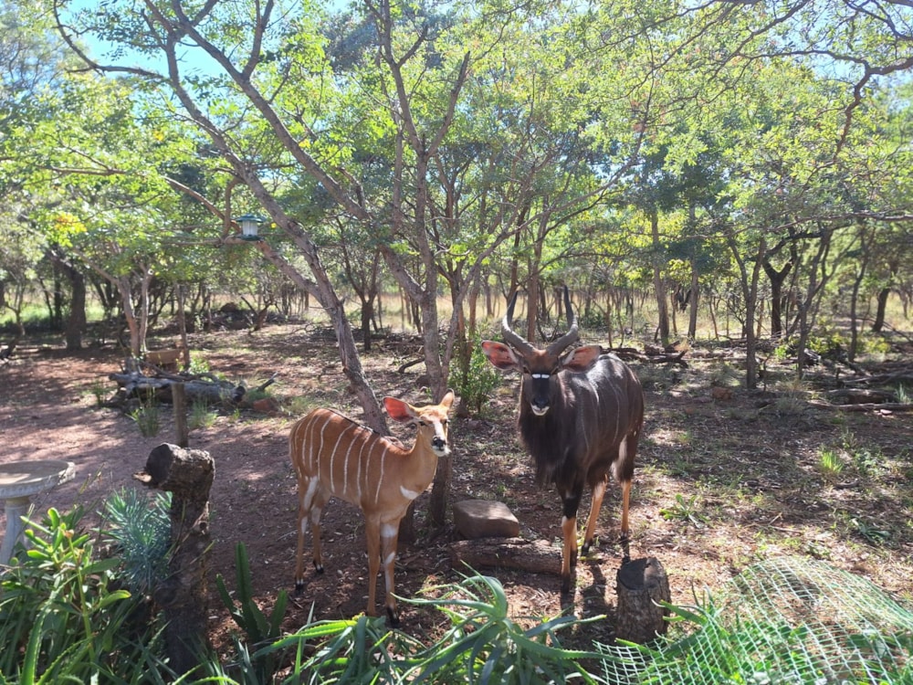 Vacant land for sale in Koro Creek Golf Estate - 1MDM1672173