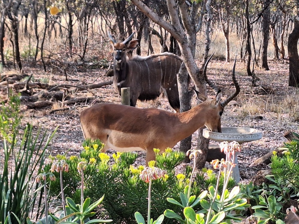 Vacant land for sale in Koro Creek Golf Estate - 1MDM1672173