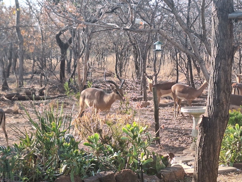 Vacant land for sale in Koro Creek Golf Estate - 1MDM1672173