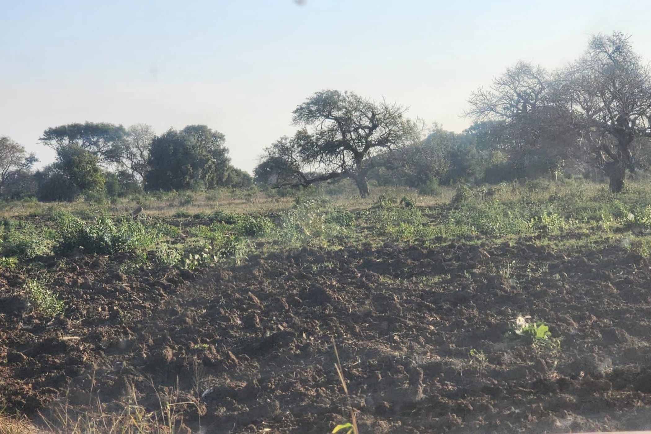 Farm vacant land for investment in Chokwé, Mozambique - 3MQ1673598
