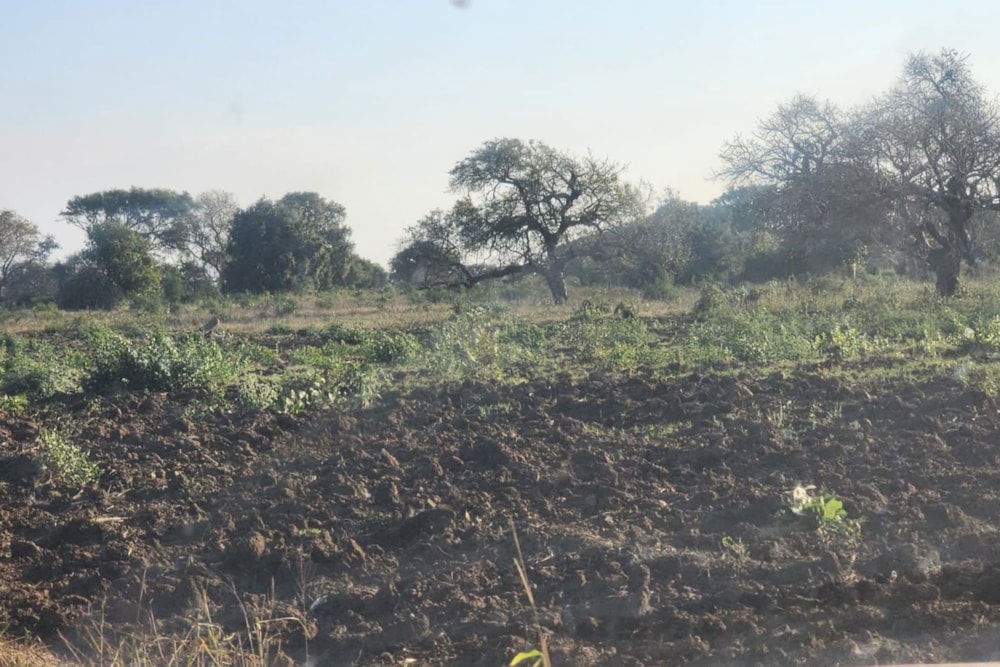 Farm vacant land for investment in Chokwé, Mozambique - 3MQ1673598