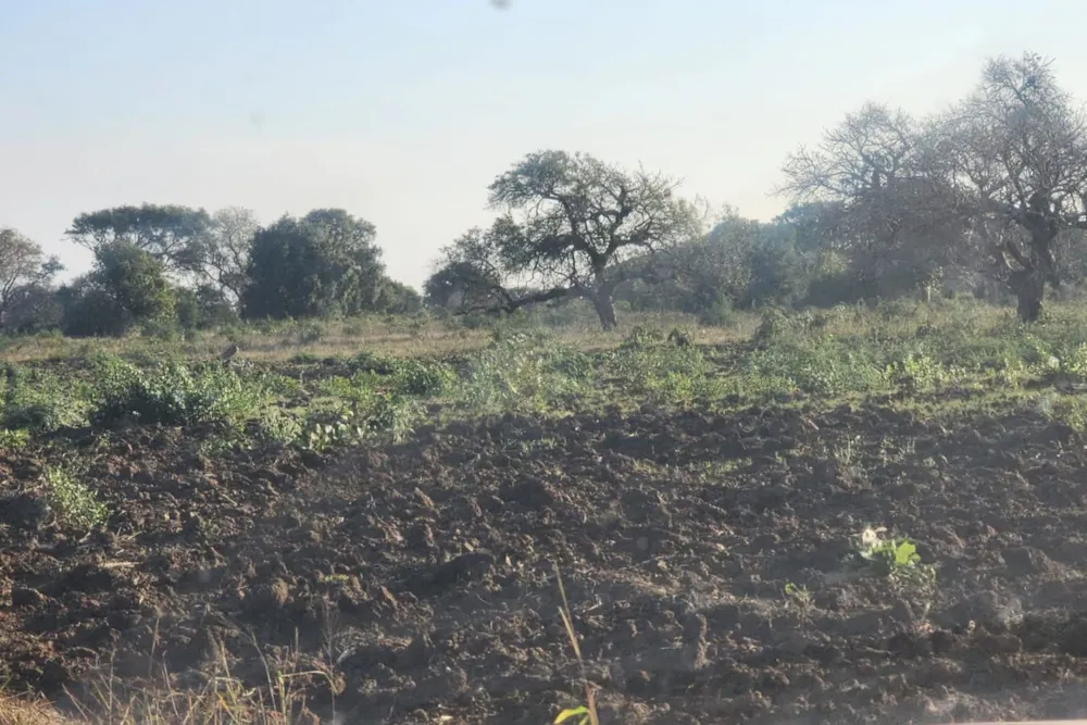 Farm vacant land for investment in Chokwé, Mozambique - 3MQ1673598 Farm vacant land for investment in Chokwé, Mozambique - 3MQ1673598