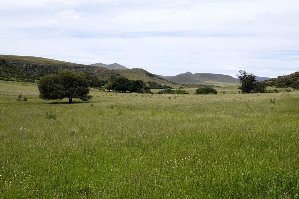 Livestock farm sold in Graaff-Reinet Rural - 1KK1674503 Livestock farm sold in Graaff-Reinet Rural - 1KK1674503