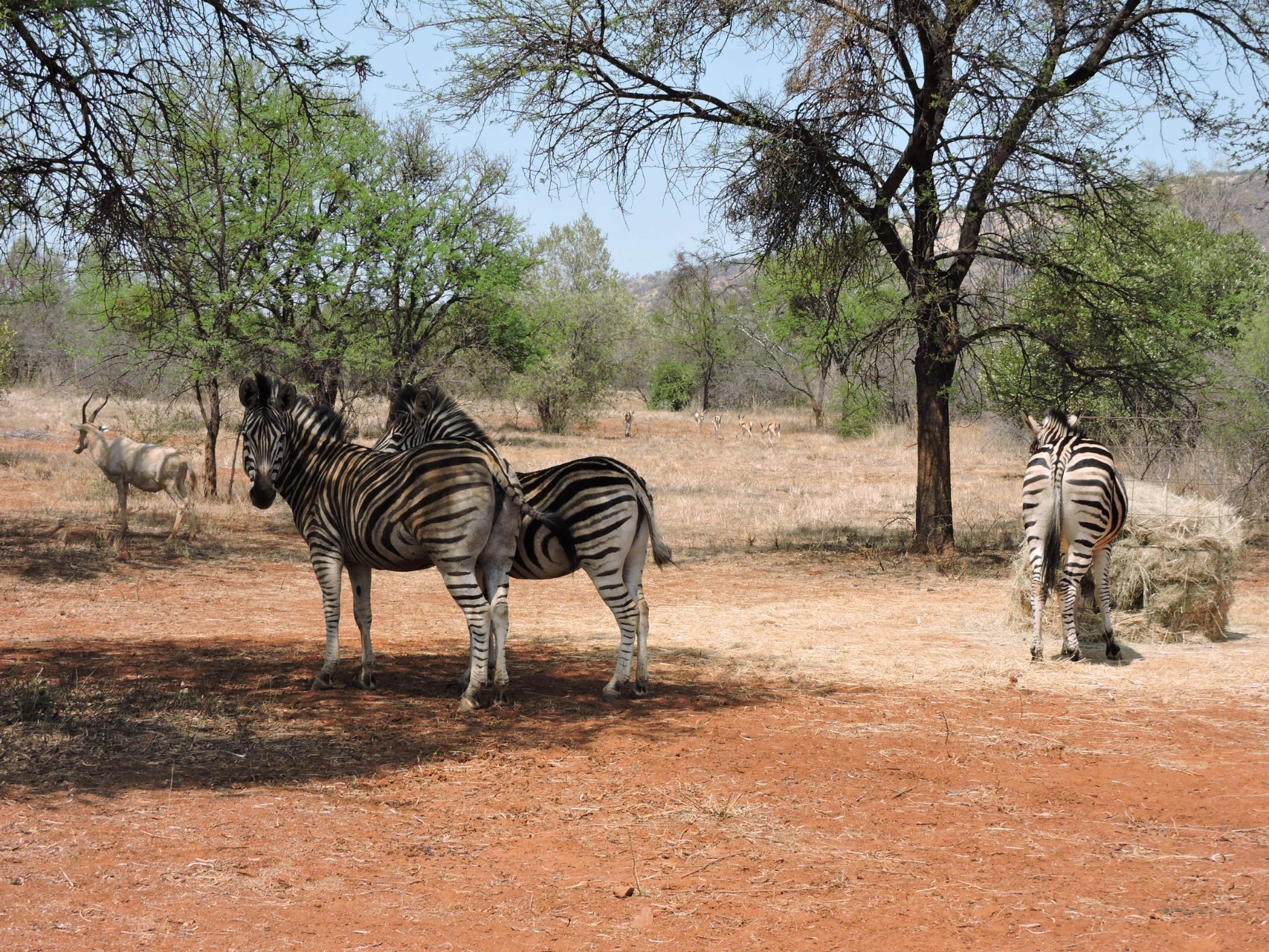 Game farm for sale in Rustenburg - 1RU1675410