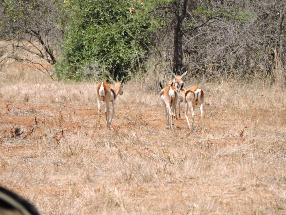 Game farm for sale in Rustenburg - 1RU1675410 Game farm for sale in Rustenburg - 1RU1675410
