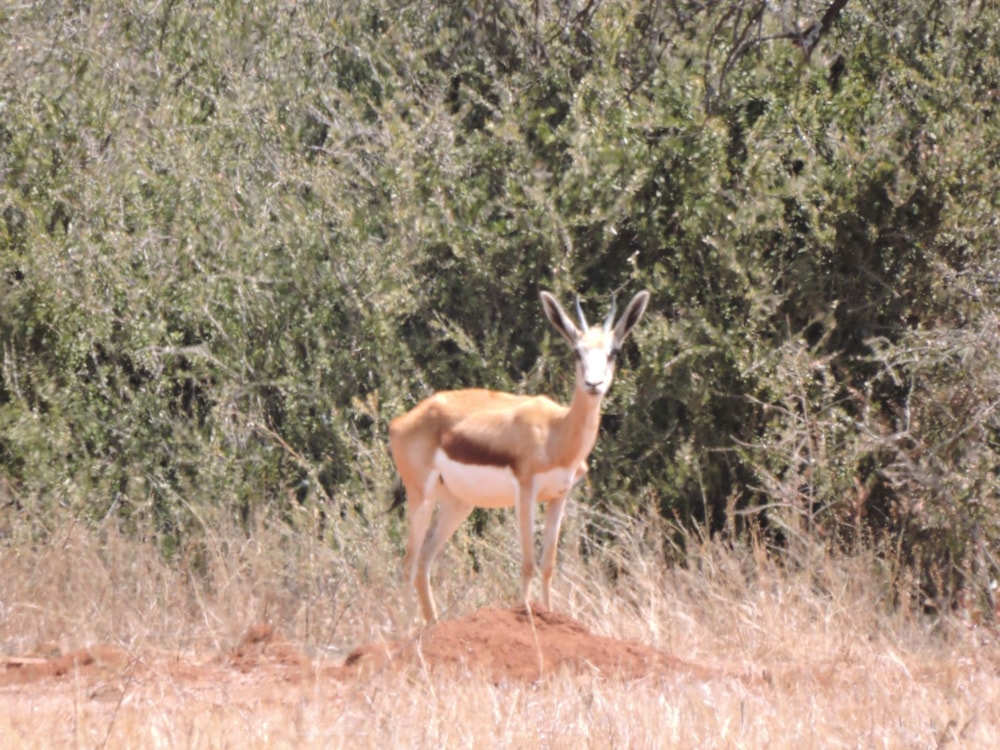 Game farm for sale in Rustenburg - 1RU1675410 Game farm for sale in Rustenburg - 1RU1675410