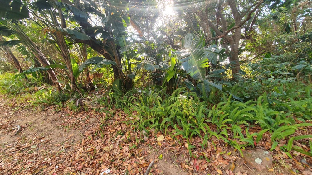 Residential vacant land for sale in Leisure Bay - 1PD1027247 Residential vacant land for sale in Leisure Bay - 1PD1027247