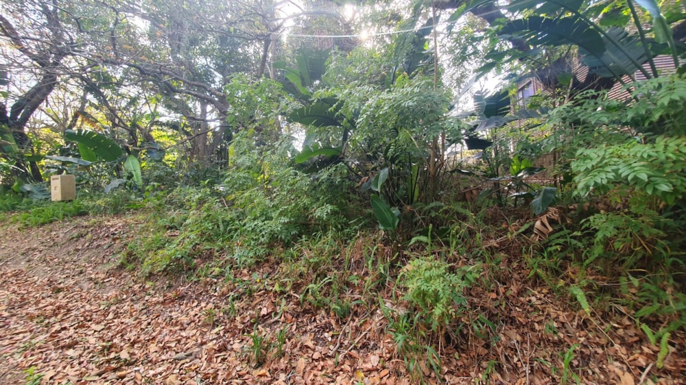 Residential vacant land for sale in Leisure Bay - 1PD1027247 Residential vacant land for sale in Leisure Bay - 1PD1027247
