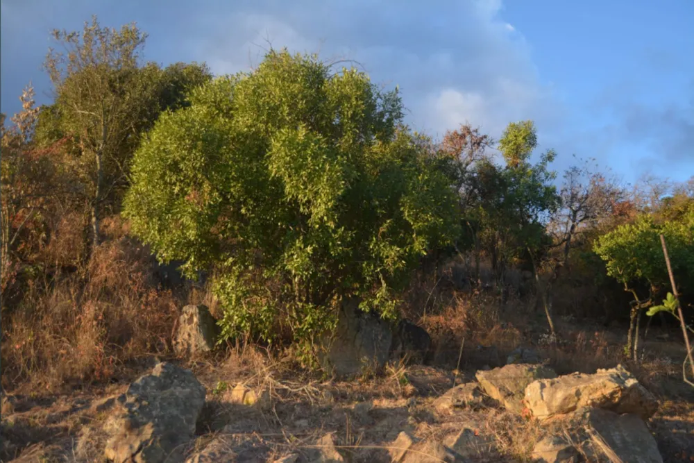 Residential vacant land for sale in Sonheuwel Ext 1 - 1NS1664629 Residential vacant land for sale in Sonheuwel Ext 1 - 1NS1664629